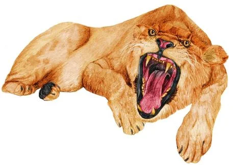 Lioness growling Stock Illustration