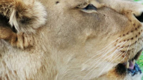 Lioness growls, close up Stock Footage 115977804