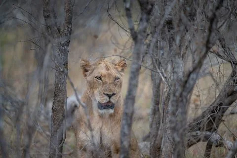 Lioness guarding the pride Stock Photos