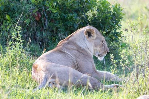 A lioness has made herself comfortable in the grass and is resting Stock Photos