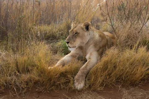 Lioness having rest Stock Photos