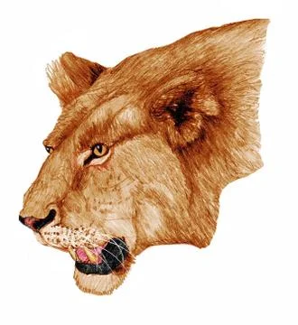 Lioness head Stock Illustration