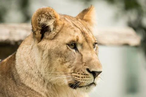 Lioness, headshot Stock Photos