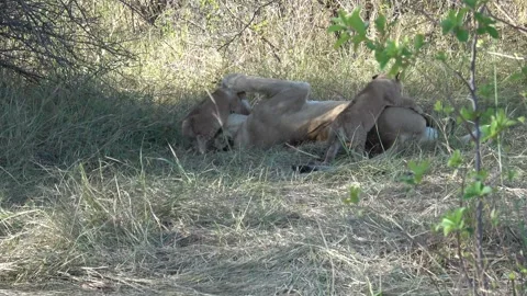 Lioness on her back lets cubs climb and bite playfully — Part 2 Stock Footage 322981894