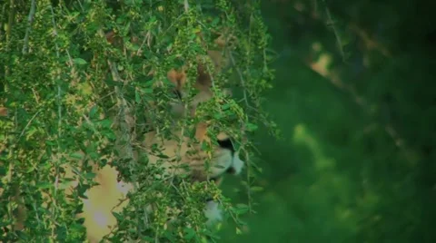 Lioness Hiding In The Bushes Stock Footage 1057911