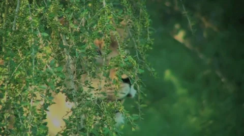 Lioness Hiding In The Bushes Stock Footage 1068684