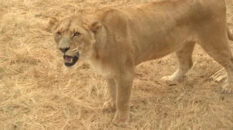 Lioness hissing close up Stock Footage 10989703