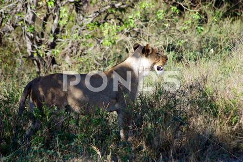 Lioness Hunts Stock Photos