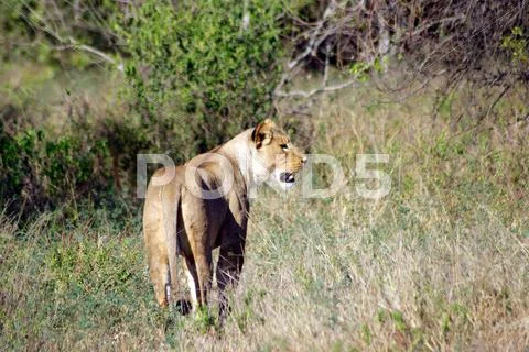 Lioness Hunts Stock Photos