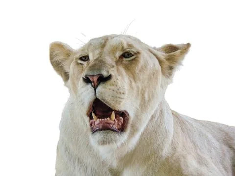 Lioness isolated on white background Stock Photos