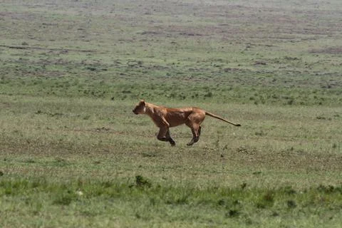 Lioness jumping high, chasing a warthog, that is called savana express in Kenya Stock Photos