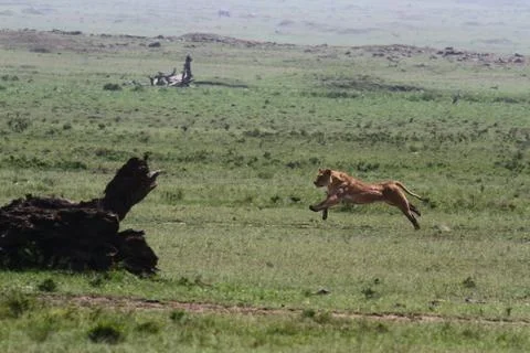 Lioness jumping high, chasing a warthog, that is called savana express in Kenya Stock Photos