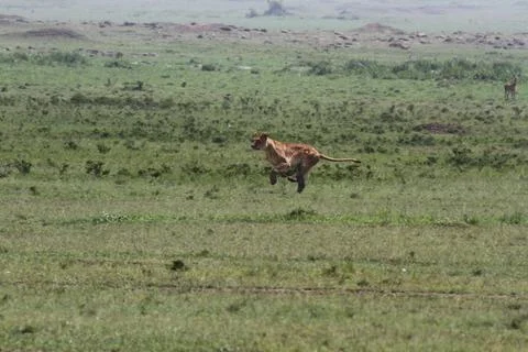Lioness jumping high, chasing a warthog, that is called savana express in Kenya Stock Photos