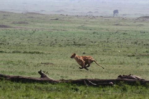 Lioness jumping high, chasing a warthog, that is called savana express in Kenya Stock Photos