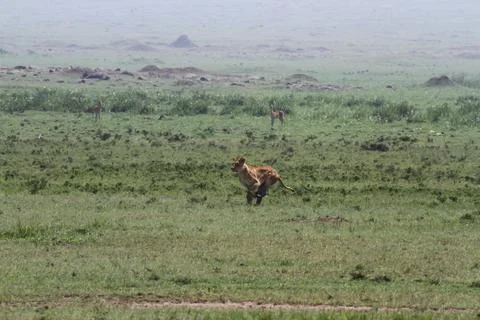 Lioness jumping high, chasing a warthog, that is called savana express in Kenya Stock Photos