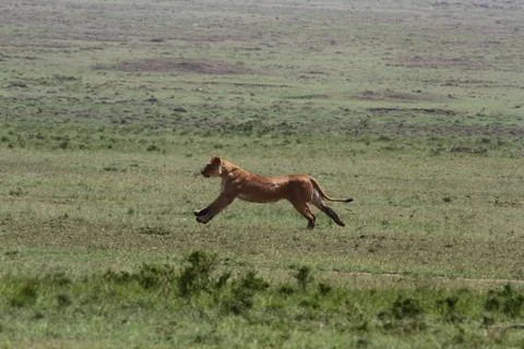 Lioness jumping high, chasing a warthog, that is called savana express in Kenya Stock Photos
