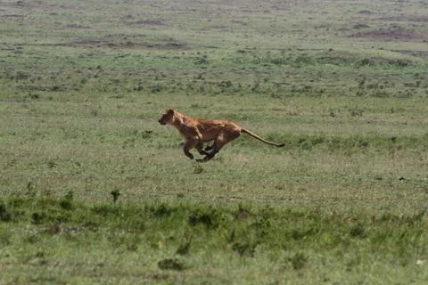 Lioness jumping high, chasing a warthog, that is called savana express in Kenya Stock Photos