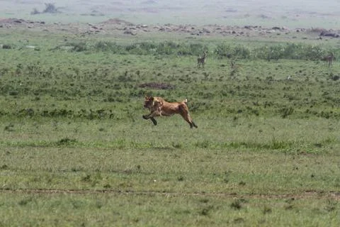 Lioness jumping high, chasing a warthog, that is called savana express in Kenya Stock Photos