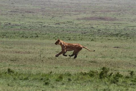 Lioness jumping high, chasing a warthog, that is called savana express in Kenya Stock Photos
