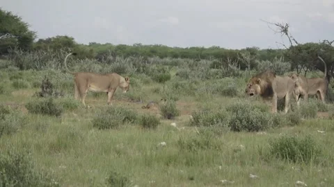 Lioness keeps cleaning the cub; close maternal contact , Part 5 Stock Footage 320354510