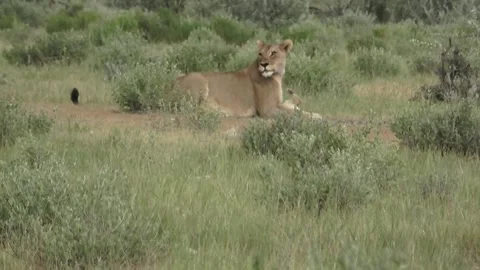 Lioness keeps cleaning the cub; close maternal contact , Part 5 Vidéo 320354520