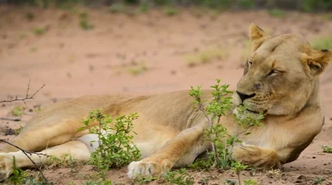 Lioness laying down Stock Footage 62055608