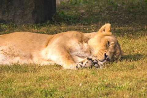 Lioness laying down, sleeping, having a nap, sunny day Foto stock