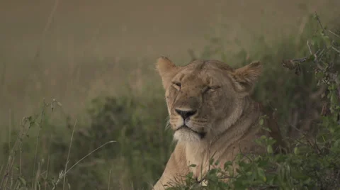 Lioness laying on ground Stock Footage 33545616