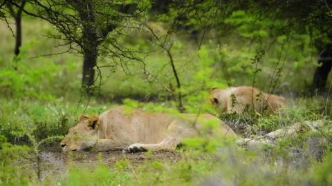 LIONESS LAYING HER HEAD DOWN 18sec Stock Footage 143791393