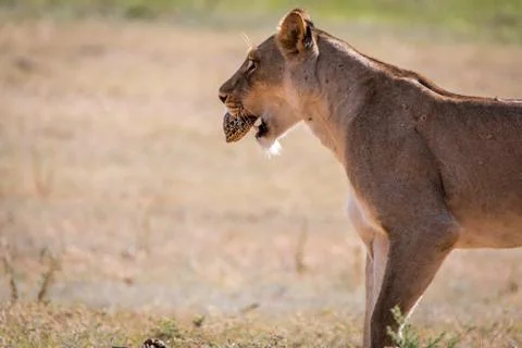 Lioness with a Leopard tortoise catch. Foto stock