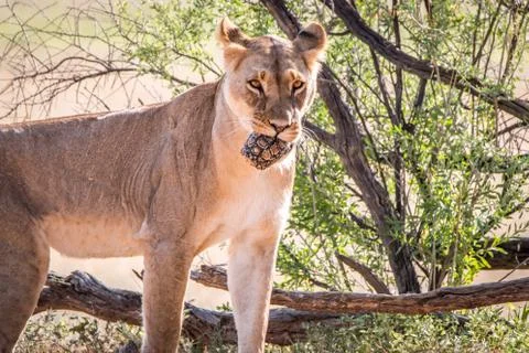 Lioness with a Leopard tortoise catch. Stock Photos