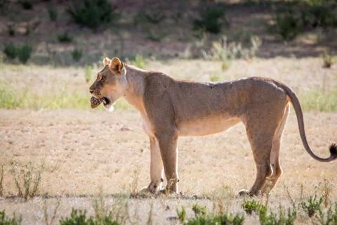 Lioness with a Leopard tortoise catch. Stock Photos
