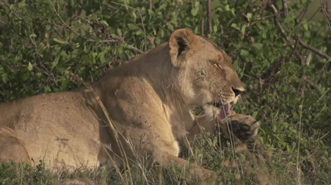 Lioness licking paws Stock Footage 33545674