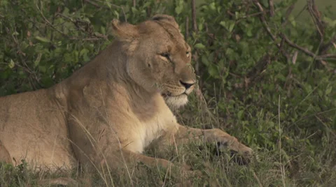 Lioness licking paws Stock Footage 33545786