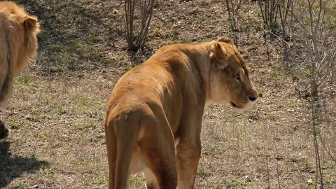 Lioness to lie down on the ground Vídeos de archivo 118972261