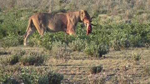 Lioness lies down with the head and keeps feeding — Part 9 Stock Footage 320354417