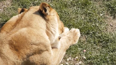 Lioness lies on the ground and eats her prey Stock Footage 118972115