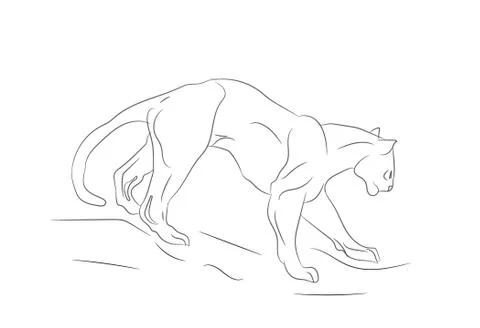 Lioness with lines, sketch, vector Stock-Illustration