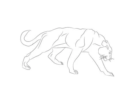 Lioness with lines, sketch, vector Stock-Illustration