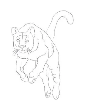 Lioness with lines, sketch, vector Stock Illustration