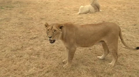 Lioness with lion on BG Stock Footage 10989914