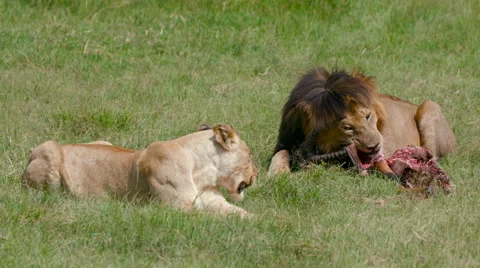 LIONESS LION EATING KILL MAASAI MARA KENYA AFRICA Stock Footage 66242953
