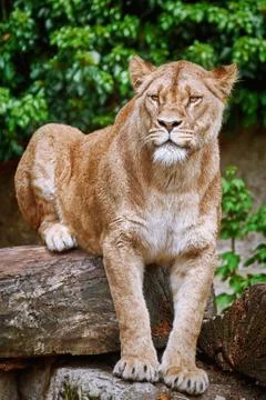 Lioness on the Log Stock Photos