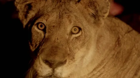 Lioness to Long Grass - Focus Pull Stock-Footage 55658203
