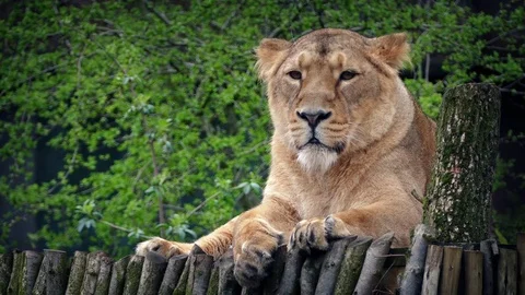 Lioness Looking Around In Reserve Stock Footage