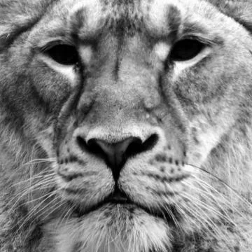 Lioness looking at camera Stock Photos