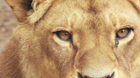 Lioness looking, close-up Stock Footage 89873591