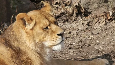 Lioness is looking Stock Footage 136675793