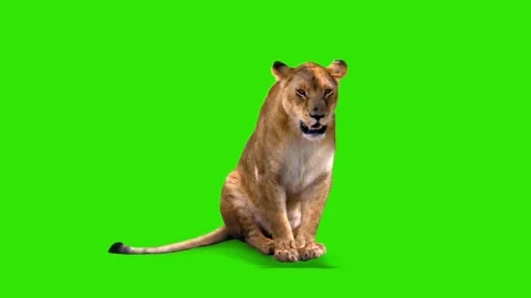 Lioness Looking on Green Screen Stock Footage 228781577