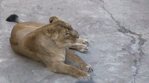 Lioness is looking lazy Stock Footage 106705538